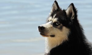 犬の反抗期におけるしつけのコツとは？