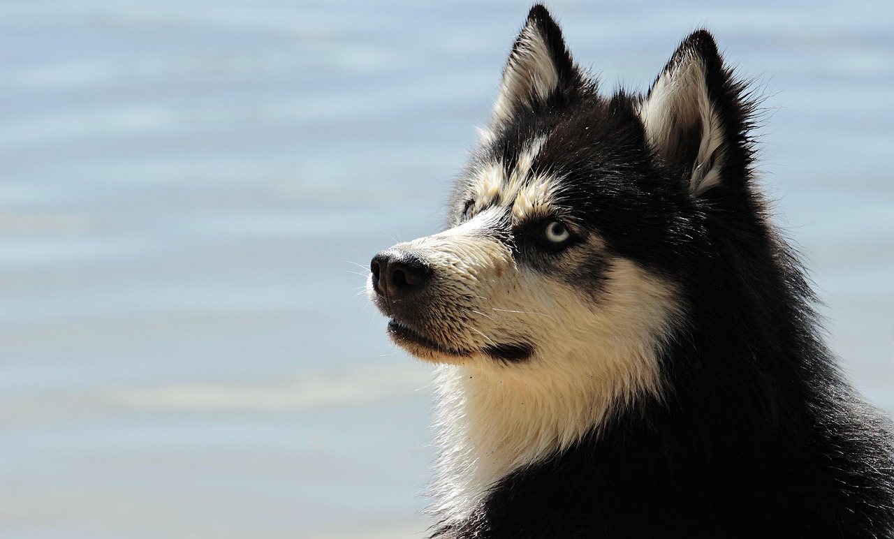 犬の反抗期におけるしつけのコツとは？