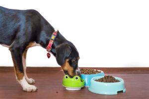 犬の甘噛みはいつまで続くのが一般的ですか？
