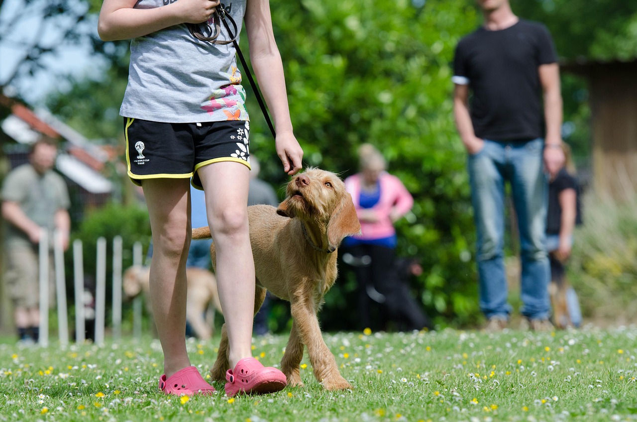 犬の訓練費用の比較としつけ効果はどのように違うのか？