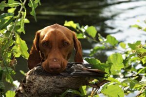 犬の訓練費用の比較としつけ効果はどれくらい違うのか？