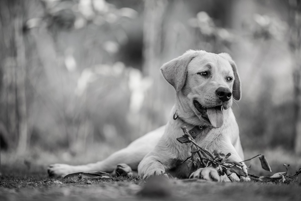 犬の遊び噛みに対処する方法は？