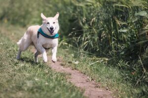 犬を叱らないしつけ方法はどのように行えば良いのか？