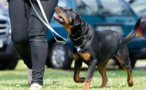 犬訓練士に相談することで得られるメリットとは？