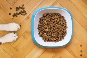犬訓練士の資格取得にかかる料金の相場は？