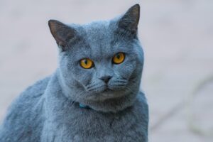 多頭飼いで避けるべき喧嘩の原因とは？