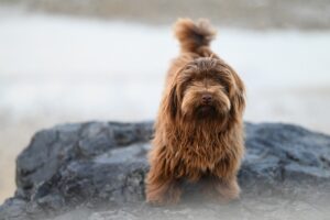 子犬の「待て」しつけはいつから始めるべき？