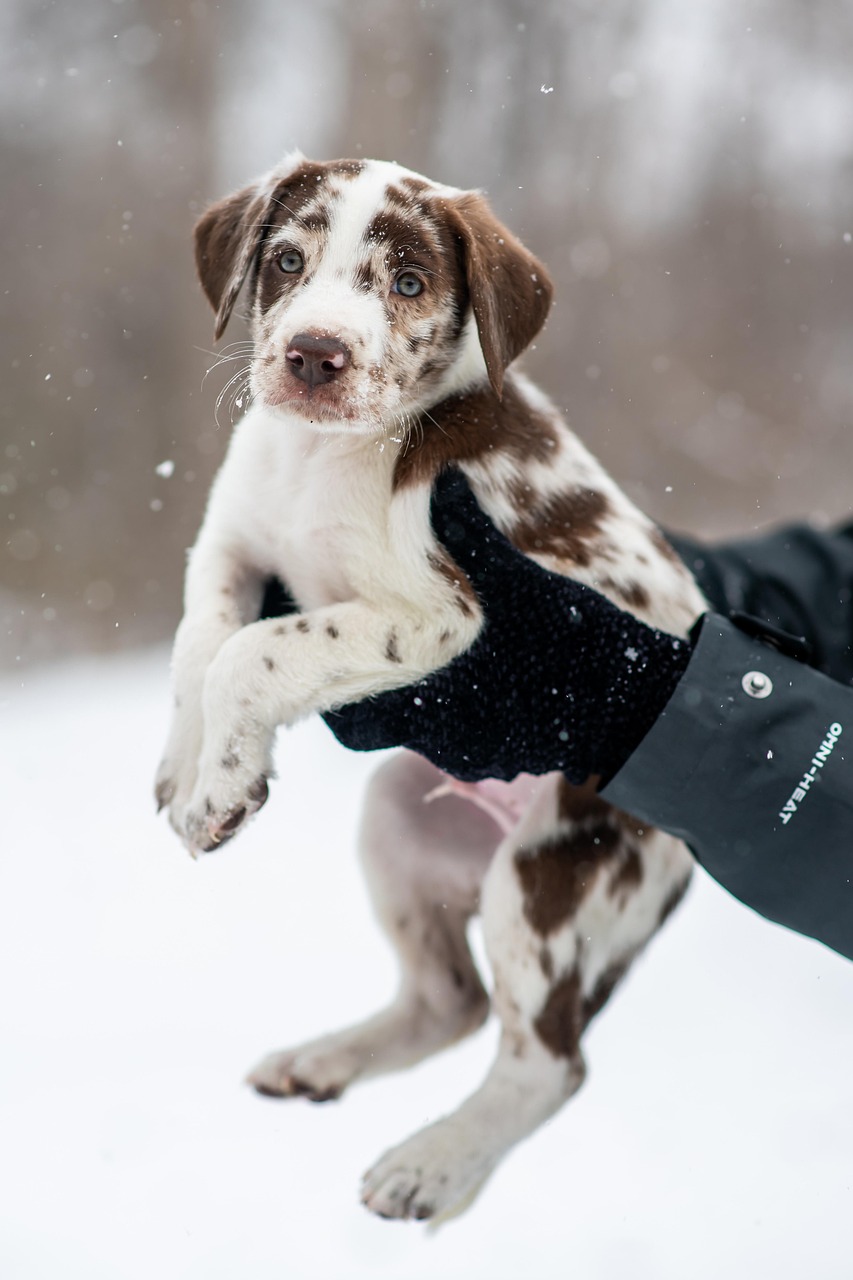 子犬のお手はいつから始めるべきですか？