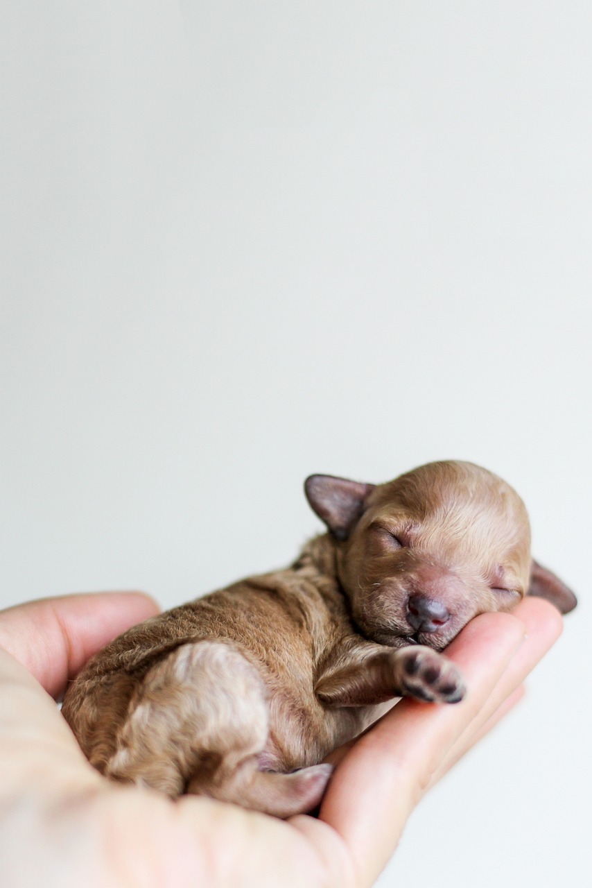 子犬はいつからお手を覚えさせるべきですか？