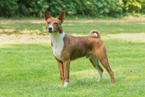 犬がゲージから出せ出せと吠える時の対策は？