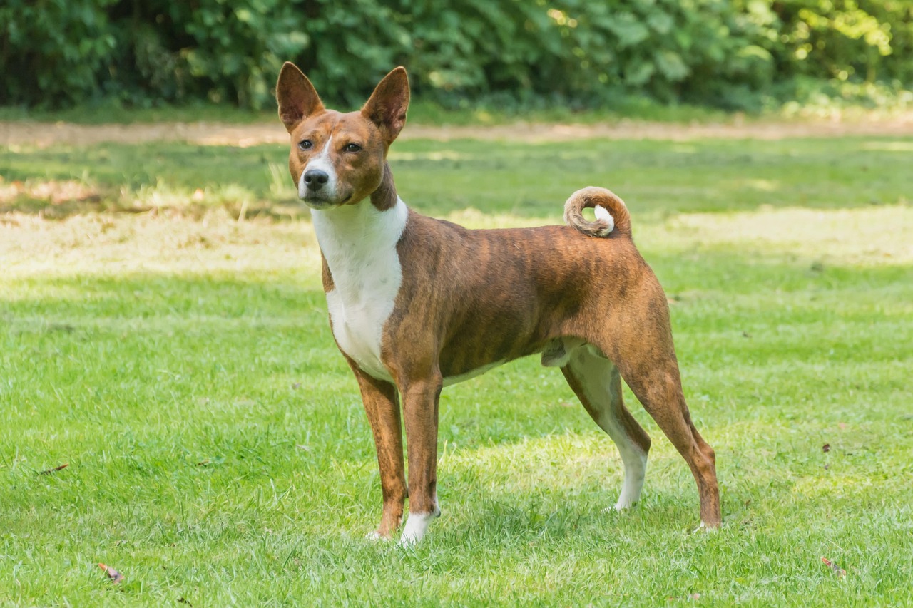 犬がゲージから出せ出せと吠える時の対策は？