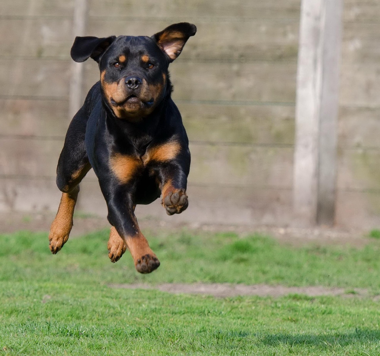 犬がドッグランで吠えるのを防ぐための効果的なトレーニング方法は？