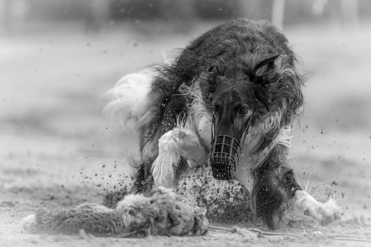 犬がドッグランで吠える問題を解決するためのトレーニング方法は？