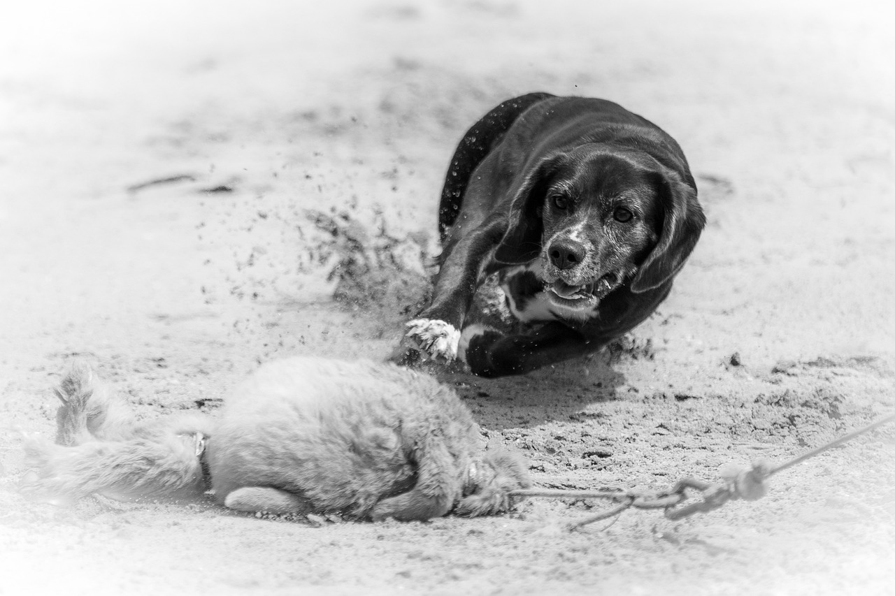 犬がドッグランで吠える時の効果的なトレーニング方法は？