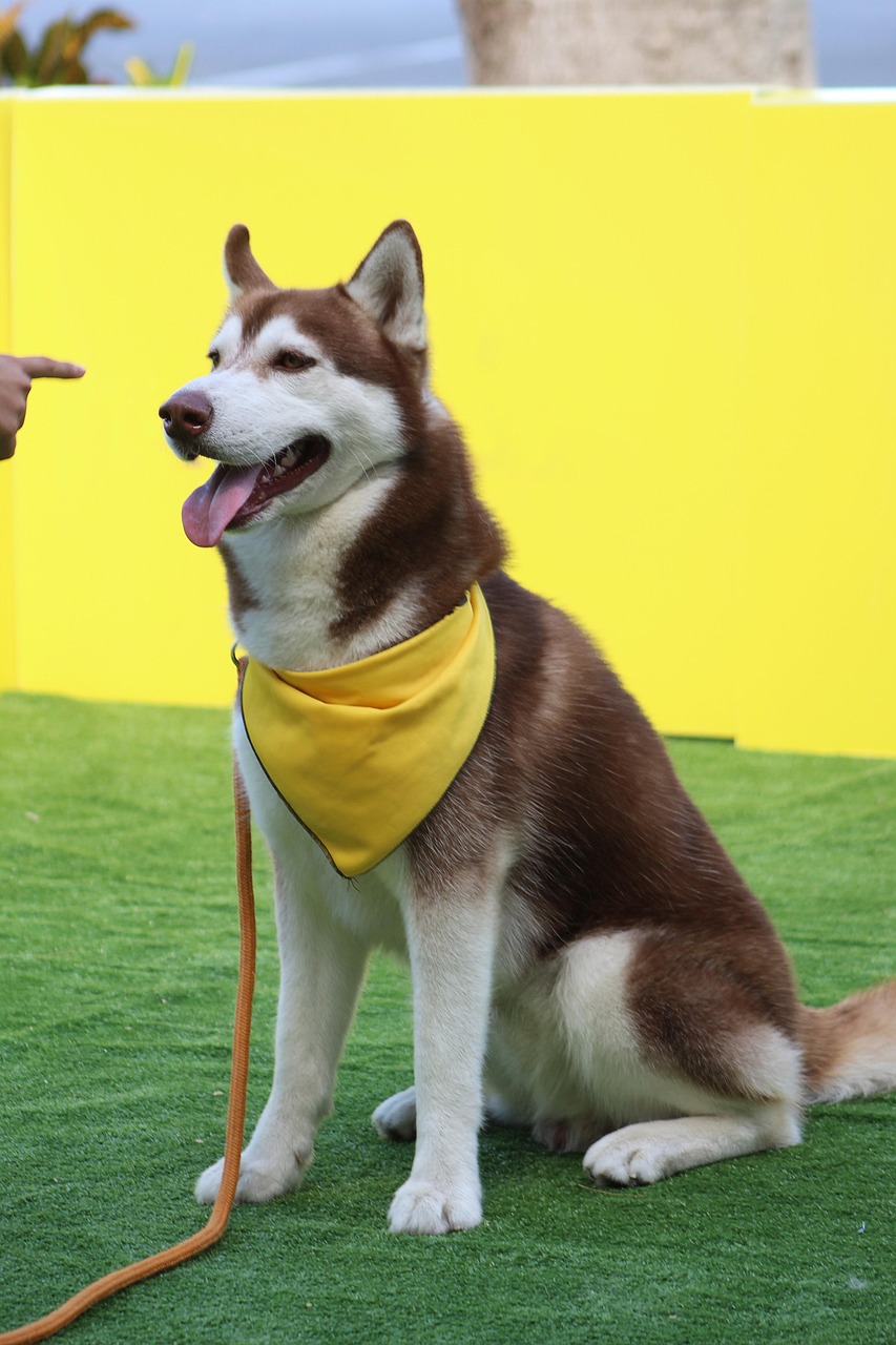 犬のしつけトレーナーを信頼できるか見分ける方法は？