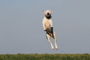 犬のクレートトレーニングを成功させるための具体的な法は？