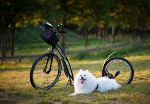 犬のクレートトレーニングを成功させるための効果的な法は？