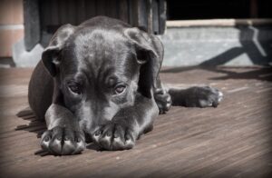 犬のシニア犬が吠える時の効果的な対策は？