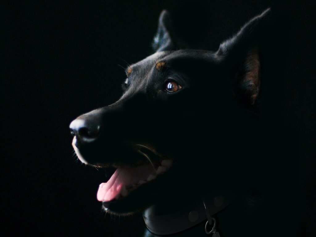 犬のシニア犬のトイレしつけ方法は？