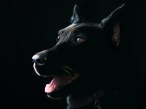 犬のストレスを改善するための行動方法は？