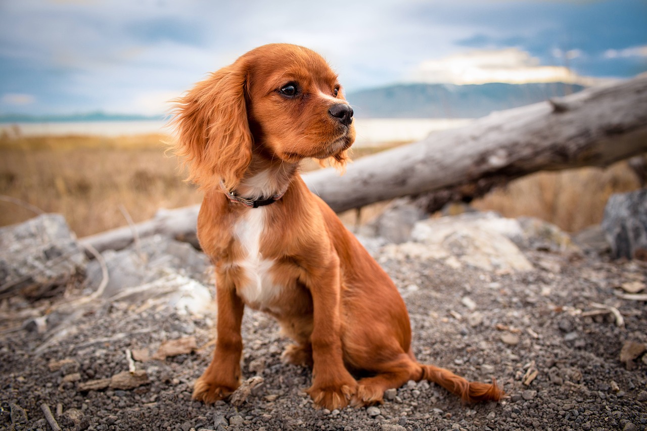 犬のドッグカフェでのマナーやしつけについて知っておくべきことは？