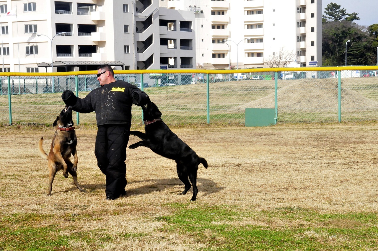 犬の出張しつけトレーナーの料金はどれくらい？