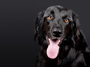 犬の反抗期はいつ始まるの？