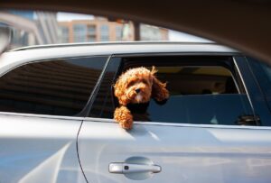 犬を車に乗せる方法は？