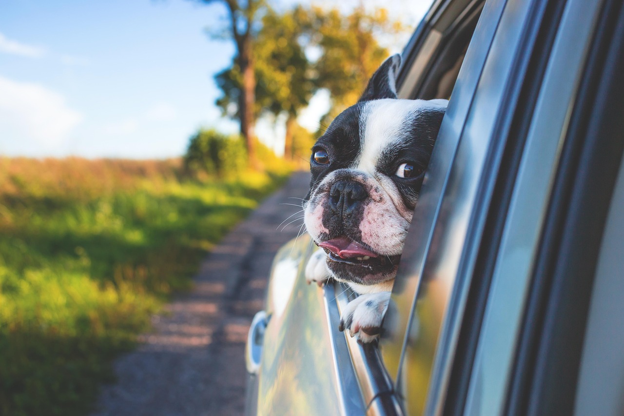 犬を車に乗せる際の正しい乗せ方は？