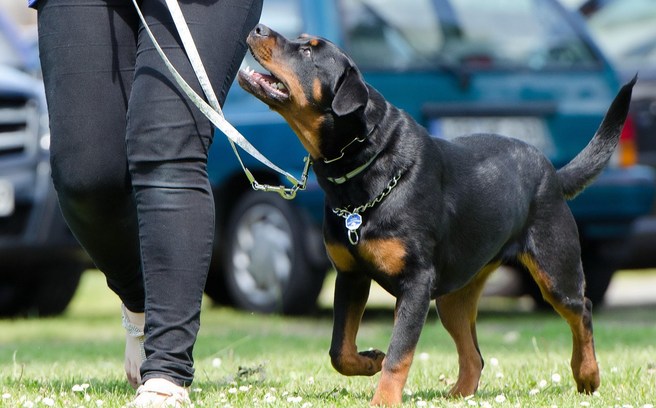 犬訓練所の評判を基にした選び方は？