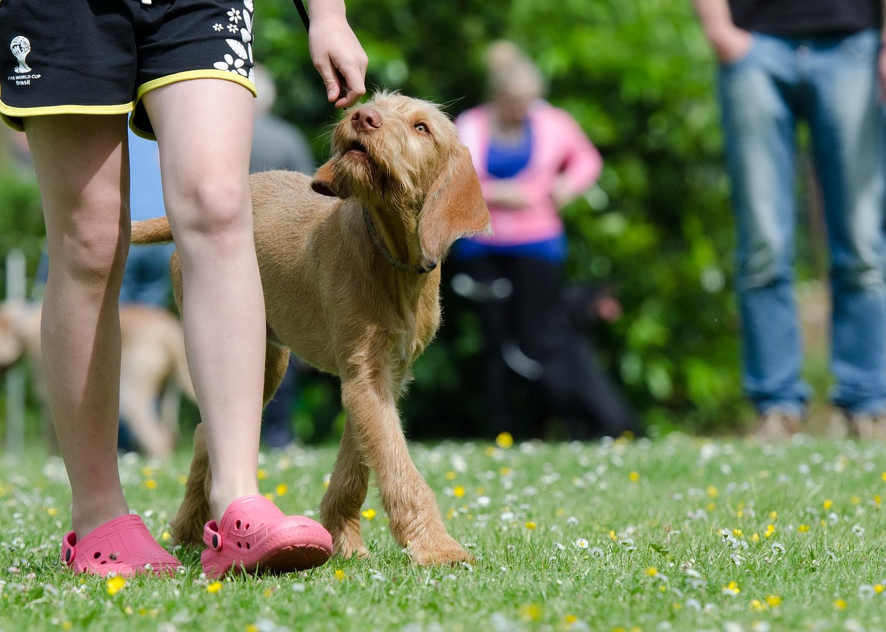 犬訓練所の評判を考慮した選び方は？