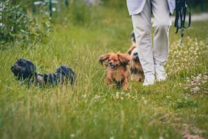 犬が散歩中に噛みつく場合のしつけ方法は？