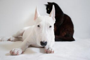 犬が猫を嫌いな性格を直すためのトレーニング方法は？