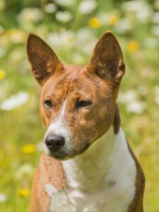 犬が留守番中に吠える鳴き止まない理由とその対策は？