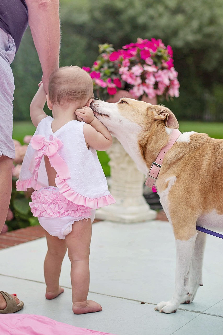 犬が赤ちゃんに吠える場合の対処法としつけのポイントは？