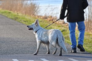 犬に「待て」を教えるための効果的なやり方は？