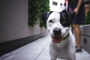 犬にごはんを待てさせる教え方は？