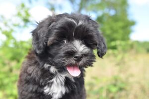 犬のいたずら防止に効果的なしつけ方法は？