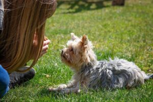 犬のケージトレーニングの方法を初心者が知っておくべきポイントは？