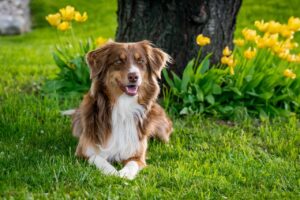 犬の多頭飼いでのトラブルを解決するためのしつけ方法は？