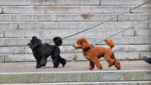 犬の散歩中に噛みつく問題を解決するしつけ方法は？