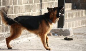 犬の無駄吠え防止に効果的なグッズおすすめは？