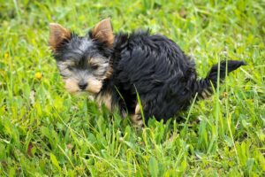 犬の食糞を直すための効果的なしつけ方法は？