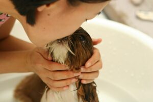 子犬が人を噛む問題を解決するためのしつけ方法は？