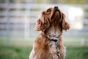 子犬が吠える時にやめさせる方法は？