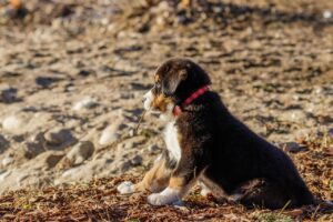子犬が噛む問題を解決するためのしつけ用品は？