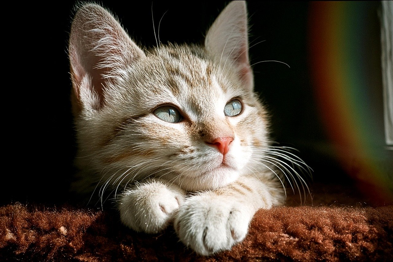 子犬が猫を追いかける際のしつけ方法は？