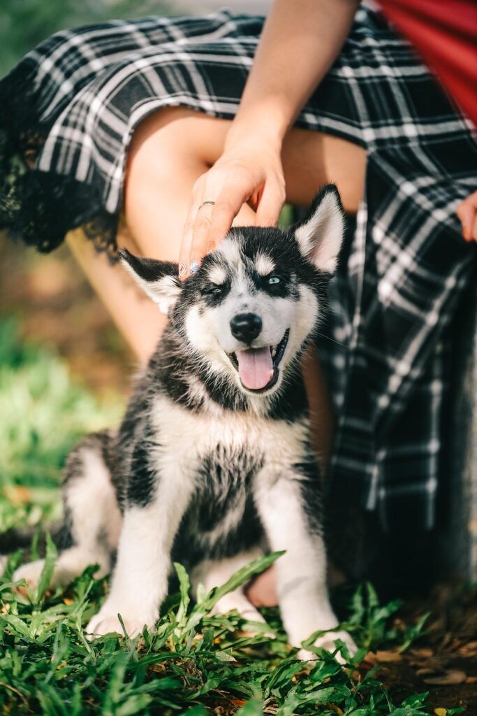 子犬が窓の外で吠える理由とは何ですか？