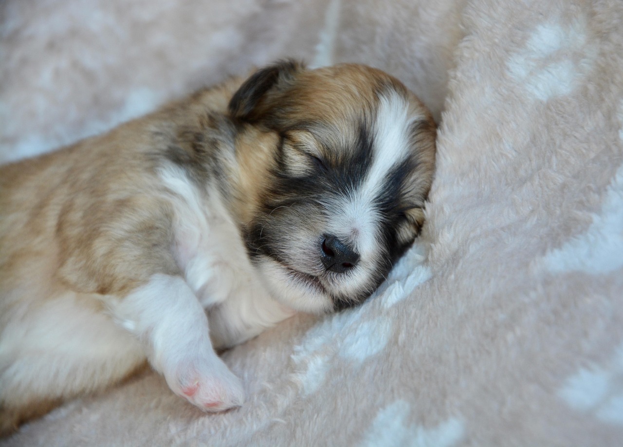 子犬のトイレ外出時はどうするべき？