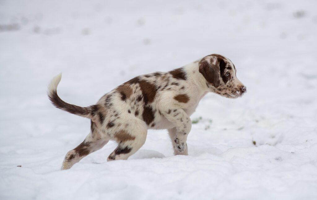 子犬の運動量の目安はどれくらい？